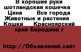 В хорошие руки шотландская кошечка › Цена ­ 7 - Все города Животные и растения » Кошки   . Красноярский край,Бородино г.